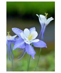Aquilegia 'Spring Magic Blue'   - Perennial
