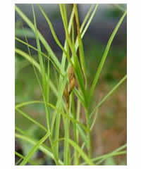 Carex muskingumensis 'Oehme'