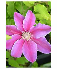Clematis 'Dr Ruppel' AGM 