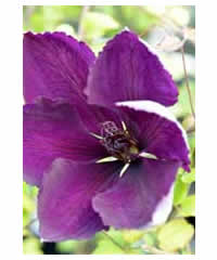 Clematis 'Gipsy Queen' AGM 