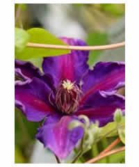Clematis 'Mrs N Thompson' 
