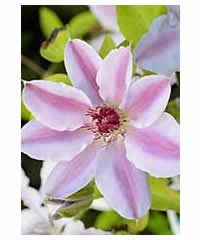 Clematis 'Nelly Moser' AGM 