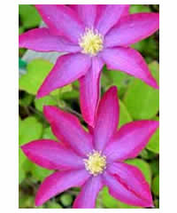 Clematis 'Pink Champagne' 