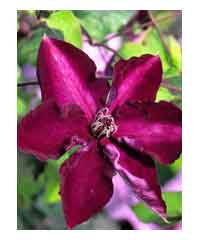 Clematis 'Amethyst Beauty'