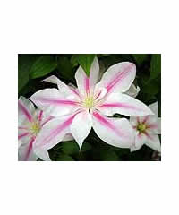 Five clematis of OUR choice in for 50.00