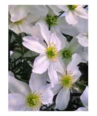 Clematis 'Avalanche Blavaal'