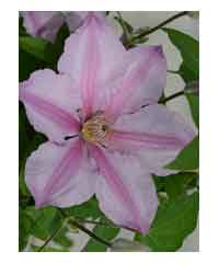 Clematis 'Sally'