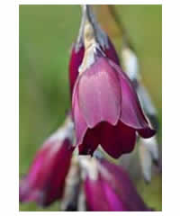 Dierama pulcherrimum 'Blackbird' 