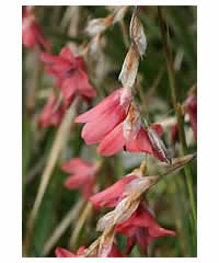 5 Dierama of OUR choice for 45.00