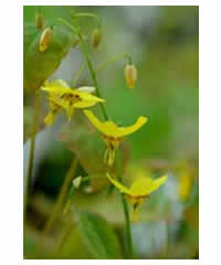 Epimedium perralderianum - Perennial