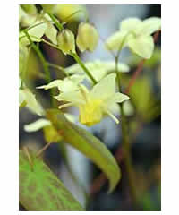 Epimedium grandiflorum 'Sulphureum' - Perennial