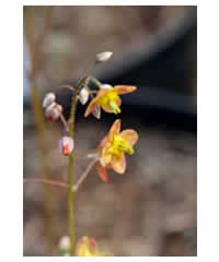 Epimedium x warleyense - Perennial
