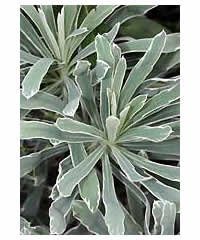Euphorbia-Silver-Swan-20060.jpg