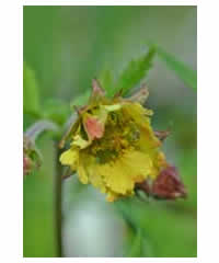 Geum 'Rusty Young' - Perennial