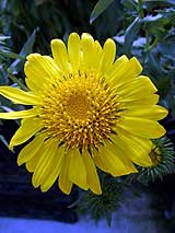 GRINDELIA-ROBUSTA-090606.jpg