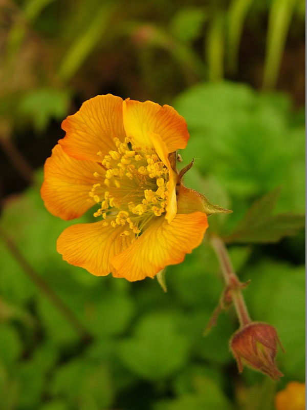 Geum 'Beech House Apricot' Westcountry Nurseries