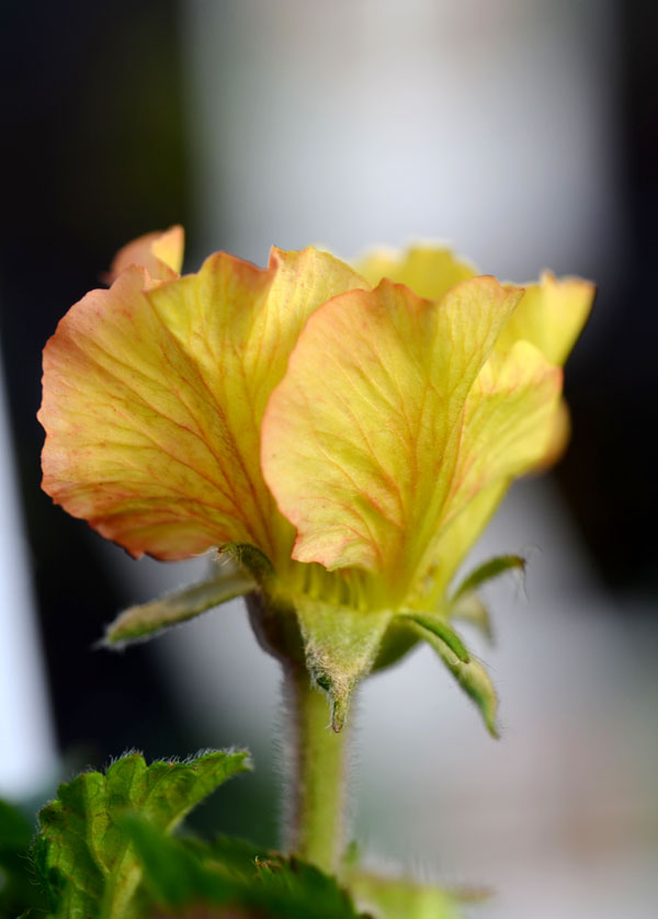 Geum 'Beech House Apricot' Westcountry Nurseries