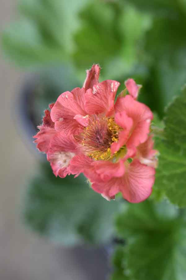 Geum 'Pink Petticoats' - Perennial