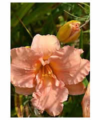 Hemerocallis 'Elizabeth Salter' - Perennial