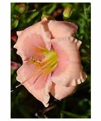 Hemerocallis 'Janice Brown' - Perennial