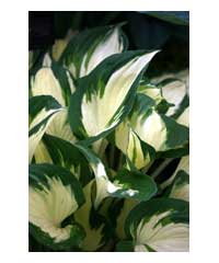 Hosta 'Fire and Ice' - Perennial