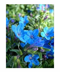 Lithodora diffusa 'Heavenly Blue' AGM - Perennial