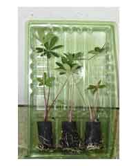 3 lupin seedlings in plugs