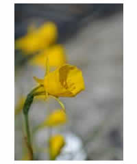 Narcissus bulbicodium 'Golden Bells'