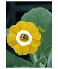 5 auriculas of OUR choice for 40