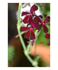 Pelargonium sidoides AGM