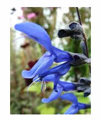 Salvia 'Black and Blue' - Perennial