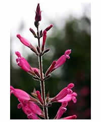 3 Salvia of OUR choice for 25 - Perennial