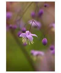 3 Thalictrum of OUR choice for 24.00