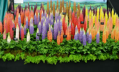 Lupinus Westcountry special mixed seed 5.00