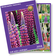 Download Westcountry Nurseries Catalogue Now