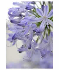 Agapanthus africanus 'Big Blue'