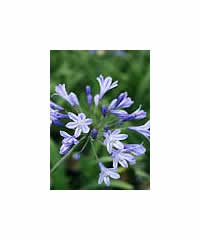 Agapanthus 