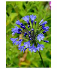 Agapanthus 'Purple Cloud'  