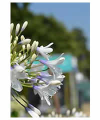 Agapanthus 'Queen Mum'