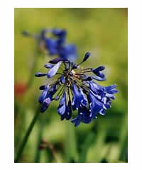 Five Agapanthus of OUR choice for 27.50