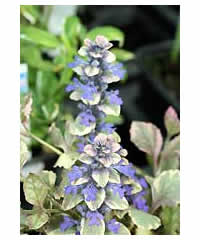 Ajuga reptans 'Burgundy Glow'