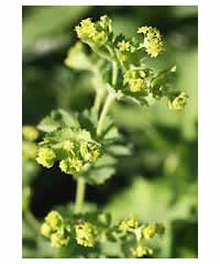 Alchemilla mollis