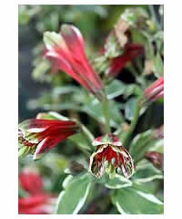 Alstroemeria psittacina 'variegata'