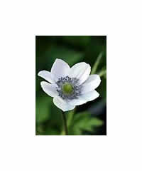 Anemone