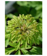 Anemone virescens AGM