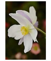 Anemone 'Wild Swan' 