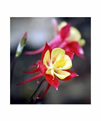 Aquilegia 'Crimson Star' - Perennial