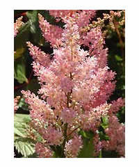 Astilbe x arendsii 'Darwin's Dream' - Perennial