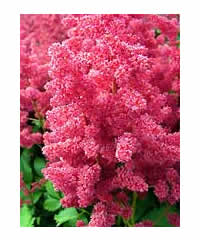 Astilbe x arendsii 'Glut' - Perennial