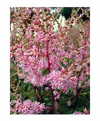 Astilbe 'Hennie Graafland' - Perennial